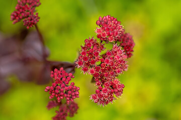 Sedum-Blüten