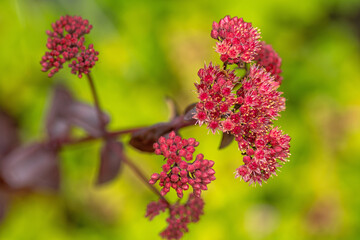 Sedum-Blüten