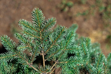 Bright green shiny needles on coniferous branche of orange color of spruce tree, top view, close-up