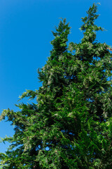 Thuja coniferous sloppy green tree with flat branches growing up against a blue sky background, bottom view