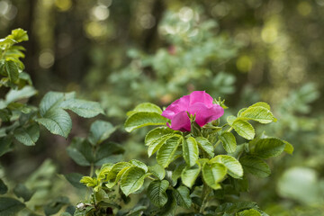 pink roses in the garden