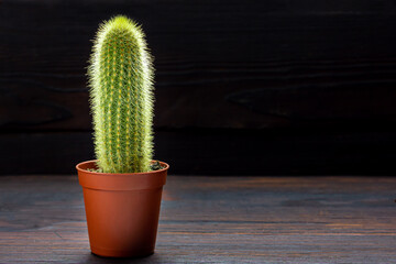 Cactus in a pot. Home plant. Low key. Green cactus.