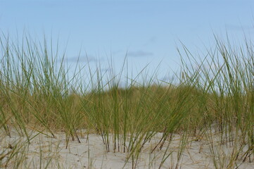 beach and grass closeup on Helgoland