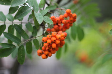 rowan berries on a tree