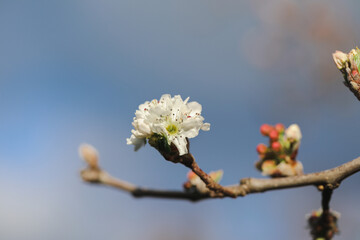 Delicate white blossom flowers on tree in early spring