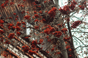Mountain ash harvest.
