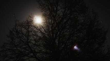 Fototapeta premium Old tree, on the background of the moon.