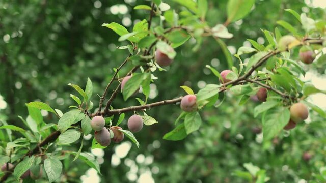 harvest organic ripening juicy red purple cherry-plum or myrobalan plum fruits hanging on a brunch. healthy food harvesting autumn abundance wealth concept