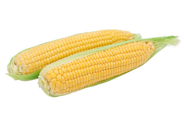 Healthy corn isolated on a white background