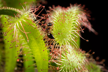 Ant captured by a Drosera capensis (Cape sundew). Carnivorous plant in action. Selective shallow depth of field.