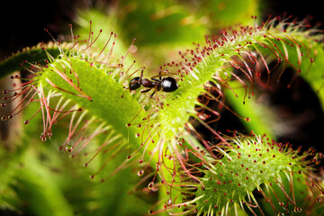 Ant captured by a Drosera capensis (Cape sundew). Carnivorous plant in action. Selective shallow...