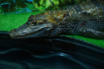 Crocodile in a terrarium close up (Crocodilia)