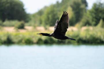 Über einem Fluss fliegender Kormoran - Kurische Nehrung, Litauen