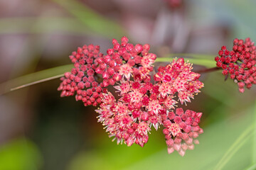 Sedum-Blüten