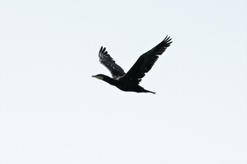 Flugbild eines Kormorans