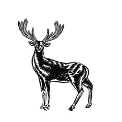 Illustration of vintage deer vector for logo