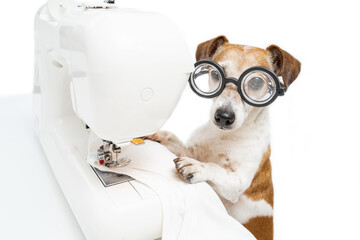 Sewing clothes process. Dog sew white clothes. Cute pet Jack Russell terrier in glasses looking at...