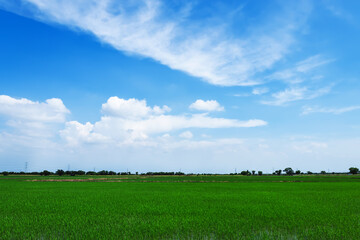 Beautiful background image of green fields with blue sky.