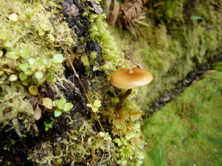 mushroom on a tree
