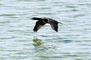 Ein Kormoran  über einer Lagune auf der Jagd nach Fisch