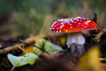 Pilz im Wald