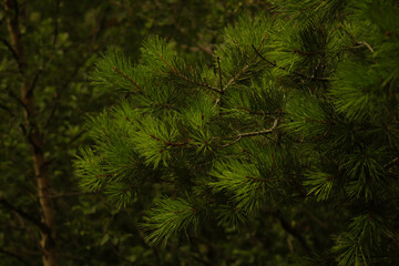 Fir-tree
