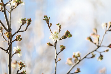 Delicate white blossom flowers on tree in early spring