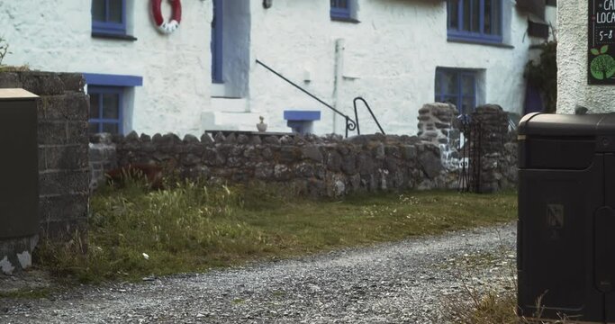 Brown Dog Running Around The Fishing Village Of Porthallow In Cornwall, England, United Kingdom. - Static