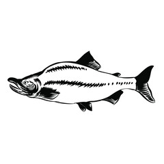Illustration of salmon vintage vector for logo