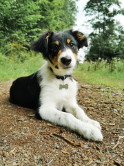 border collie dog