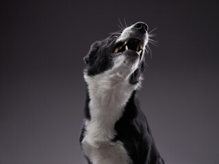 the dog catches food. expressive Border Collie. funny pet on black background