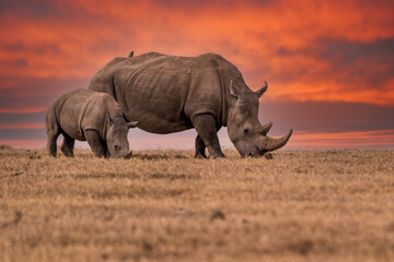 Fototapeta premium White Rhinoceros Ceratotherium simum Square-lipped Rhinoceros at Khama Rhino Sanctuary Kenya Africa.