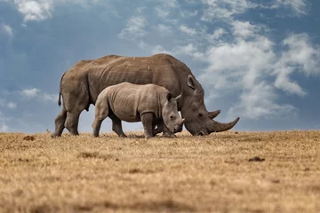 Poster Im Rahmen Breitmaulnashorn Ceratotherium Breitmaulnashorn im Khama Rhino Sanctuary Kenia Afrika. © vaclav