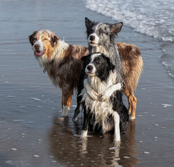 border collie dogs performing tricks on the beach
