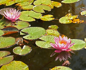 Pond with Pink Waterlilies Rosea