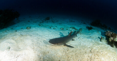 Fototapeta premium White tip reef shark at Cocos Island