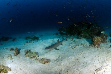 White tip reef shark at Cocos Island