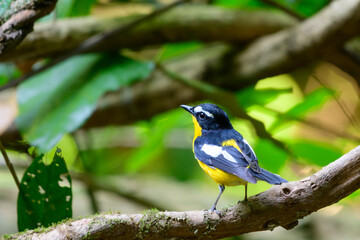 beautiful bird