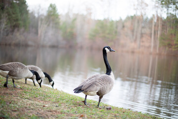 Obraz premium Canada goose 