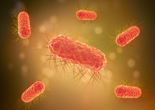 Escherichia coli bacteria, E.coli, microorganism found in the intestine. Some harmful types cause diarrhea and inflammation