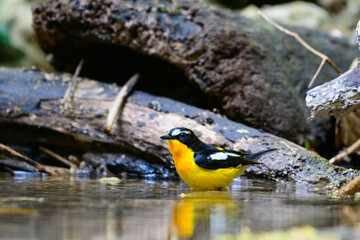 beautiful bird