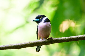 beautiful bird