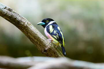 beautiful bird