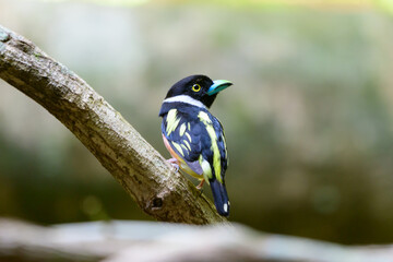 beautiful bird
