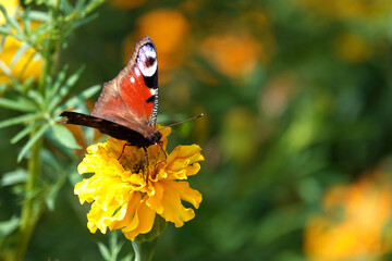 A variegated butterfly sits on a yellow flower.