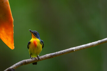 colorful bird in forest