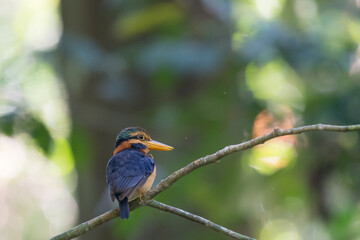 beautiful bird