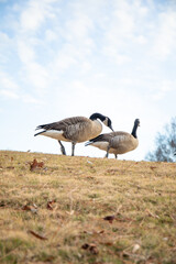 canada goose