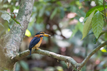 beautiful bird
