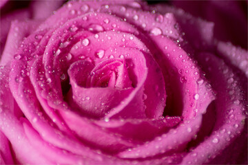 pink rose close up